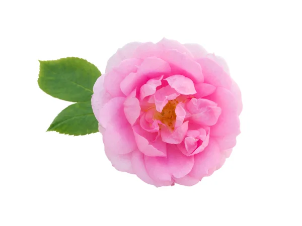 Pink rose en bladeren geïsoleerd op wit — Stockfoto