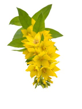 Beyaz izole sarı Loosestrife