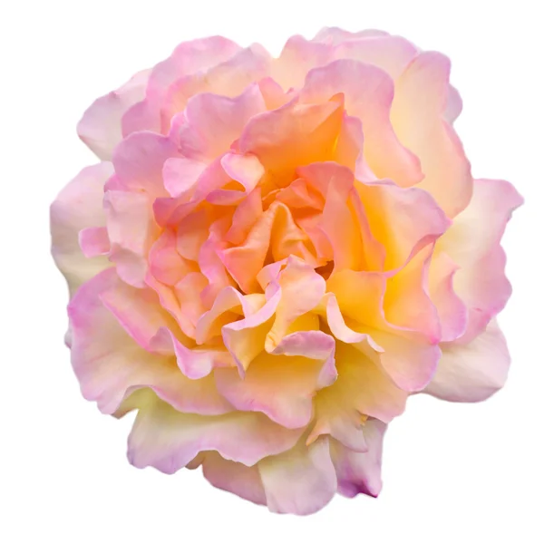 Жовта і рожева троянда ізольовані на білому — стокове фото