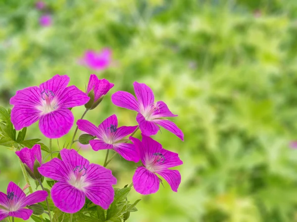 Geranium on the blurred garden background — Stock Photo, Image