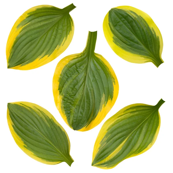 Hosta hojas rayadas verdes y amarillas aisladas en blanco — Foto de Stock