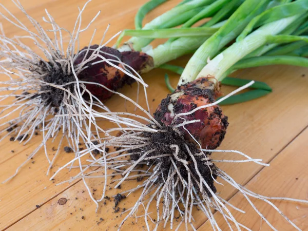 Groene uien met wortels — Stockfoto