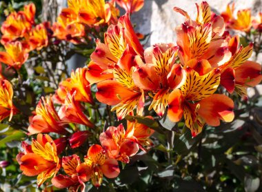Güneşli bahçede parlak sarı-turuncu Perulu zambak çiçekleri. Çiçek açmış Alstroemeria.
