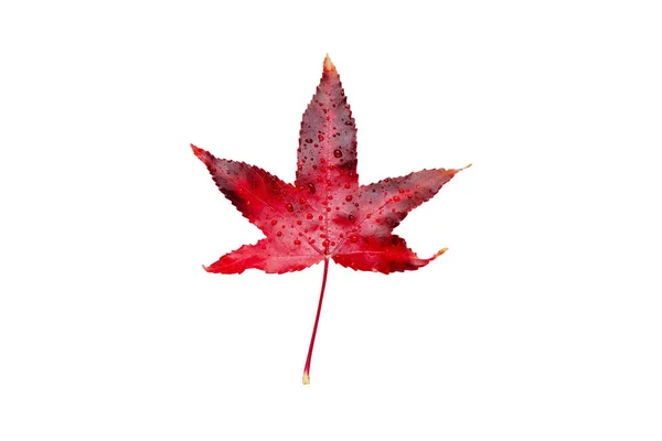 Red Autumn Leaf Water Drops Isolated White American Sweetgum Fall — Stock Photo, Image