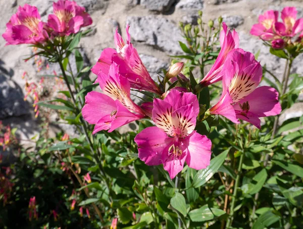 Pink Peruvian Lily Flowers Alstroemeria Bloom — Stock Photo, Image