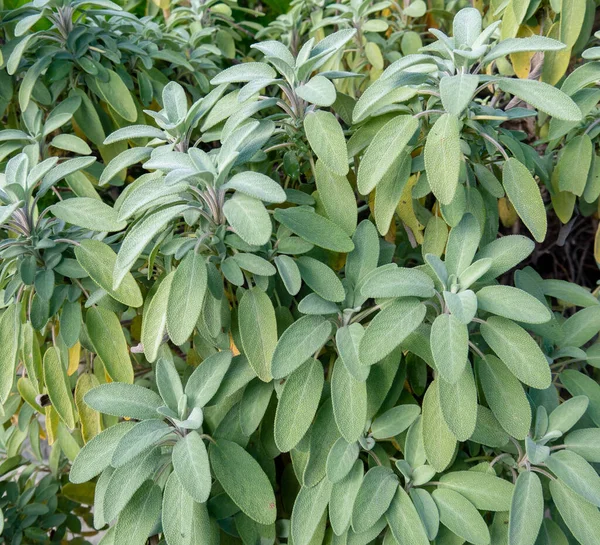 Sage Plant Grayish Leaves Salvia Officinalis — Stock Photo, Image