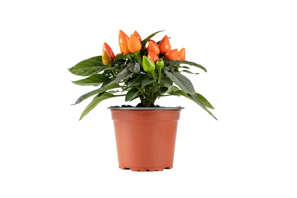 Hot Pepper Plant Brown Pot Isolated White Orange Ornamental Chili — Stock Photo, Image