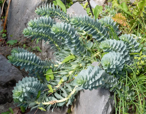 Gopher Upright Myrtle Spurge Plant Flowers Euphorbia Rigida — Stock Photo, Image