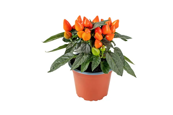 Hot Pepper Plant Brown Pot Isolated White Orange Ornamental Chili — Stock Photo, Image