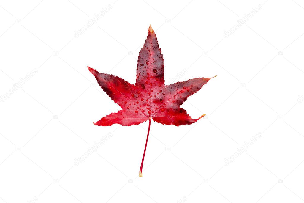 Red autumn leaf with water drops isolated on white. American sweetgum fall coloring