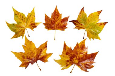 Düşen sarı ağaç yaprakları beyaza sabitlendi. Platanus sonbahar yaprakları ve su damlaları.