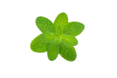 Mentha ya da nane aromalı yapraklar. Nane dalı beyazda izole edildi.