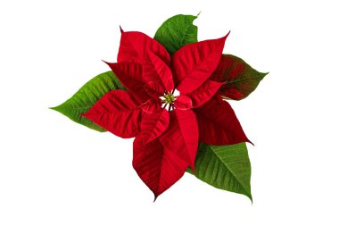 Noel arifesi çiçekleri beyazlar üzerinde izole edilmiş. Flor de Pascua. Kırmızı Euphorbia pulcherrima bitkisi.