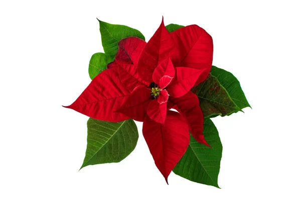 크리스마스 이브의 흰색에 고립되었습니다 Poinsettia Flor Pascua 개똥지빠귀 — 스톡 사진