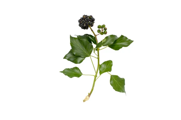 Commom Murgröna Gren Med Blad Och Frukter Isolerade Vitt Hedera — Stockfoto