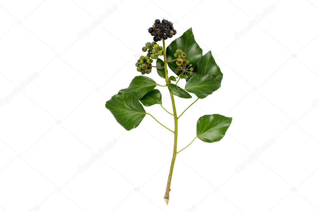 Ivy branch with leaves and berries isolated on white. Hedera helix plant.