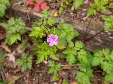 Geranium robertianum veya Roberts sardunya pembesi çiçek ve yapraklar