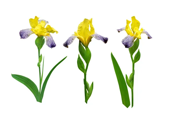 Amarelo Escuro Roxo Listrado Flores Íris Folhas Conjunto Isolado Branco — Fotografia de Stock