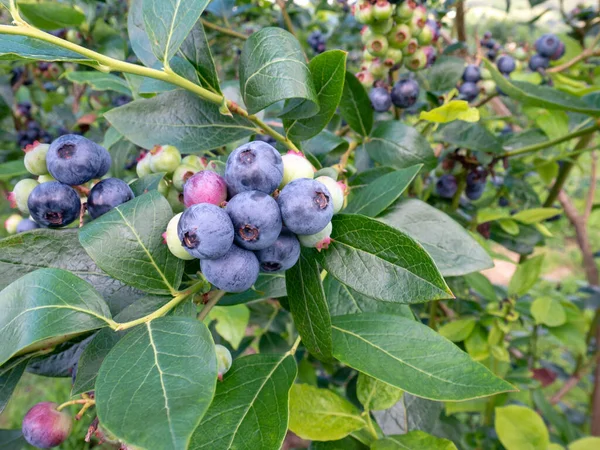 Blueberry ripe purple and green berries at the plantation. Dusky blue wax coating on the berries.