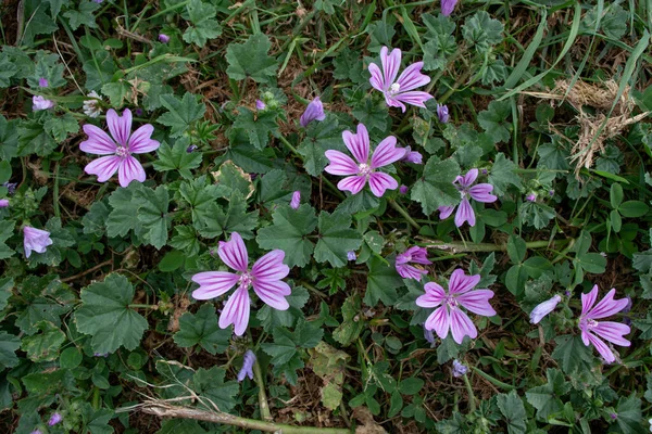 Yaygın Mallow Veya Malva Sylvestris Koyu Damarlı Parlak Mor Çiçekler — Stok fotoğraf