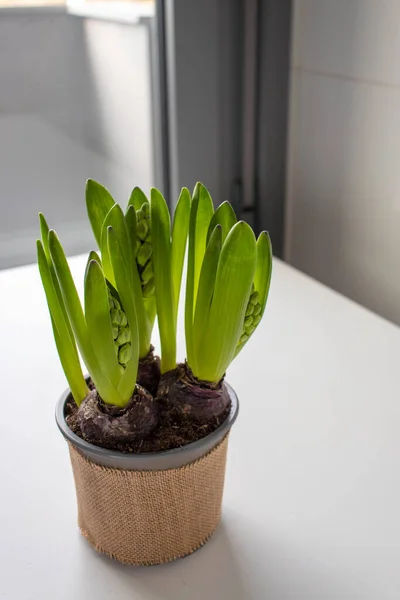 Hyacinth Hyacinthus Brotos Flores Vaso Com Cobertura Lona Juta Planta — Fotografia de Stock