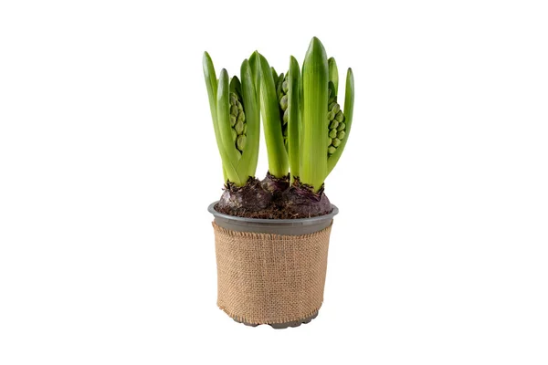 Hyacinth Hyacinthus Flower Sprouts Pot Jute Canvas Covering Spring Bulbous — Stock Photo, Image