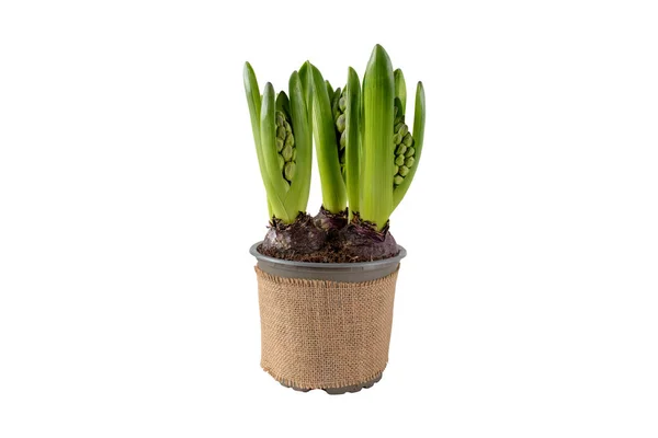 Hyacinth Hyacinthus Brotos Flores Vaso Com Cobertura Lona Juta Primavera — Fotografia de Stock