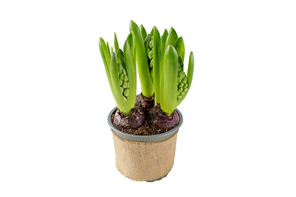 Brotos Flores Jacinto Vaso Com Cobertura Lona Juta Hyacinthus Primavera — Fotografia de Stock