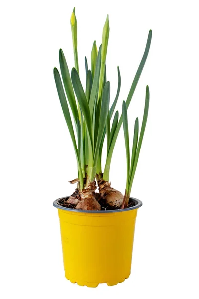 Daffodil Narcissus Flower Sprouts Yellow Pot Spring Bulbous Plant Isolated — Stock Photo, Image