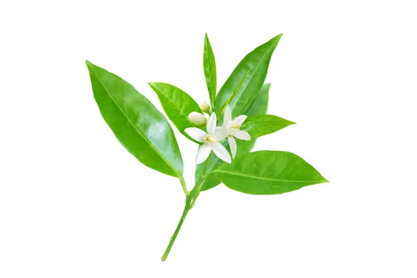 Neroli Flor Rama Naranjos Con Flores Fragantes Blancas Brotes Hojas — Foto de Stock