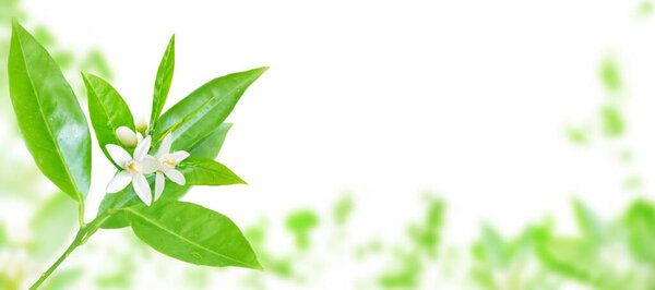 Orange tree branch with young leaves and flowers and buds on the spring blurred garden horizontal background