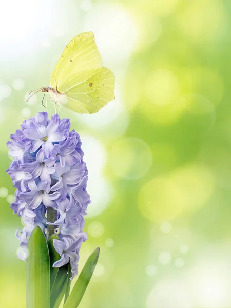 Hyacinth Fialová Květina Motýl Rozmazaném Pružině Zelená Vertikální Pozadí — Stock fotografie