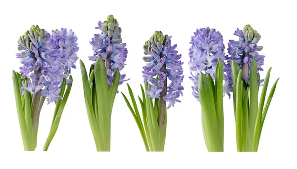 Flores Jacinto Roxas Botões Com Folhas Isoladas Branco Hyacinthus Plantas — Fotografia de Stock