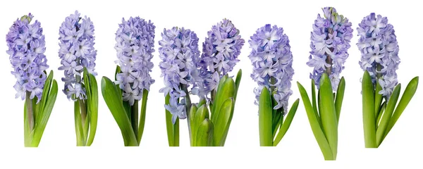 Fialové Hyacintové Květy Listy Izolovanými Bílém Hyacinthus Jarní Rostliny Sedm — Stock fotografie