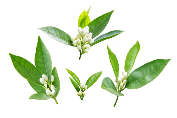 Laranjeira Flores Ramos Conjunto Isolado Branco Flor Neroli Botões Brancos — Fotografia de Stock