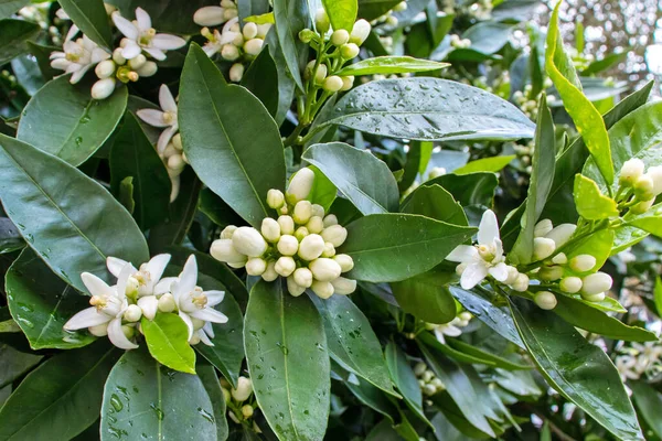 Oranger Floraison Abondante Fleurs Bourgeons Blancs Feuillage Vert Foncé Après — Photo