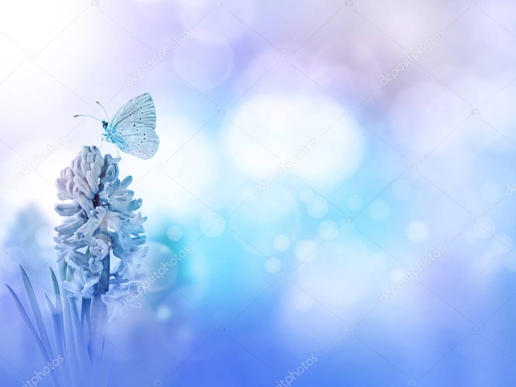 Blue holly butterfly and hyacinth purple flower on the turquoise blurred background. Floral desktop.