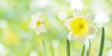 Beyaz ve sarı nergis ya da narsis çiçekleri baharda güneşli arka planda bulanık