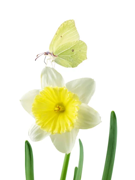 Borboleta Amarela Narciso Narciso Flor Isolada Branco — Fotografia de Stock