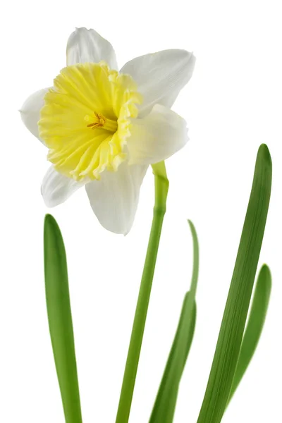 Daffodil Narciso Flores Isoladas Branco Flor Primavera Branca Amarela — Fotografia de Stock