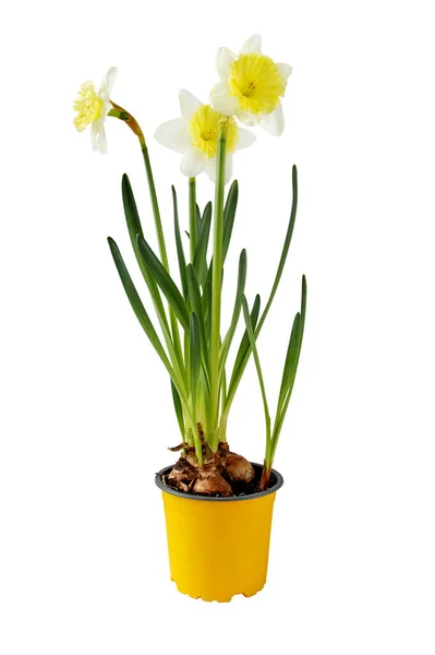 Daffodil Houseplant Narcissus Flowers Yellow Pot Spring Bulbous Plant Isolated — Stock Photo, Image