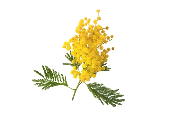 Bolas Hojas Mullidas Color Amarillo Acacia Mimosa Flores Primavera Aisladas — Foto de Stock