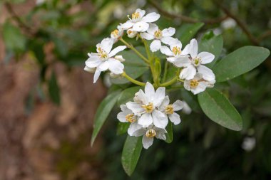 Yaprakları ve çiçekleri olan Choisya ternata dalı. Meksika portakalı bahar çiçekleri.