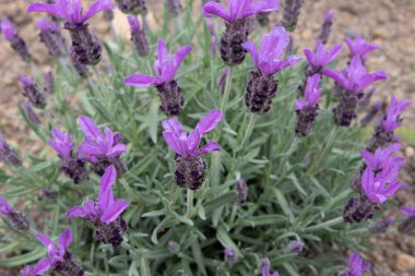 Lavandula stoechas ya da İspanyol ya da üst ya da Fransız lavanta çiçeği bitkisi. Bahar mor çiçekleri..