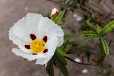 Cistus ladanifer or labdanum or gum rockrose flowering plant clipart