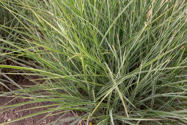 Miscanthus sinensis variegatus veya çeşitli gümüş çimen bitkisi