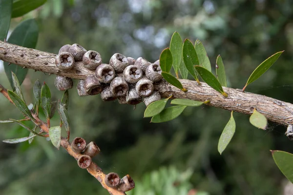 Callistemon Rigidus Melaleuca Linearis Ramo Foglia Stretta Con Foglie Capsule — Foto Stock