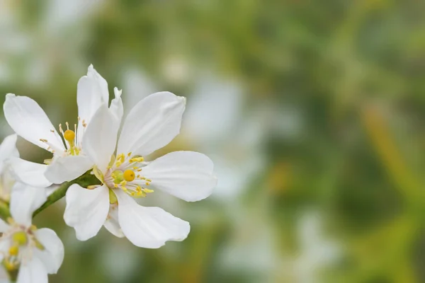 Citrus white flowers in the corner of spring blurred garden background. Trifoliate orange blossom. Poncirus trifoliata flowering.