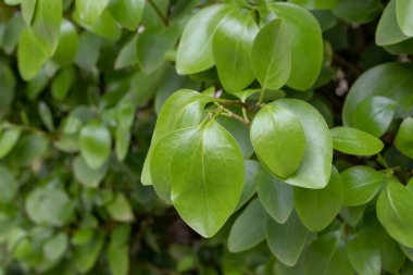Griselinia littoralis or kapuka or New Zealand broadleaf branch with apical ovate leaves. clipart
