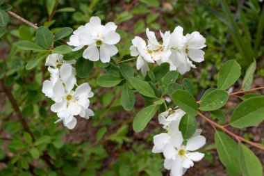 Exochorda x macrantha ya da inci ağacı dalında beyaz çiçek demetleri ve yapraklarıyla